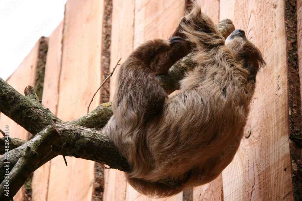 Fototapeta premium sloth in a zoo in france 