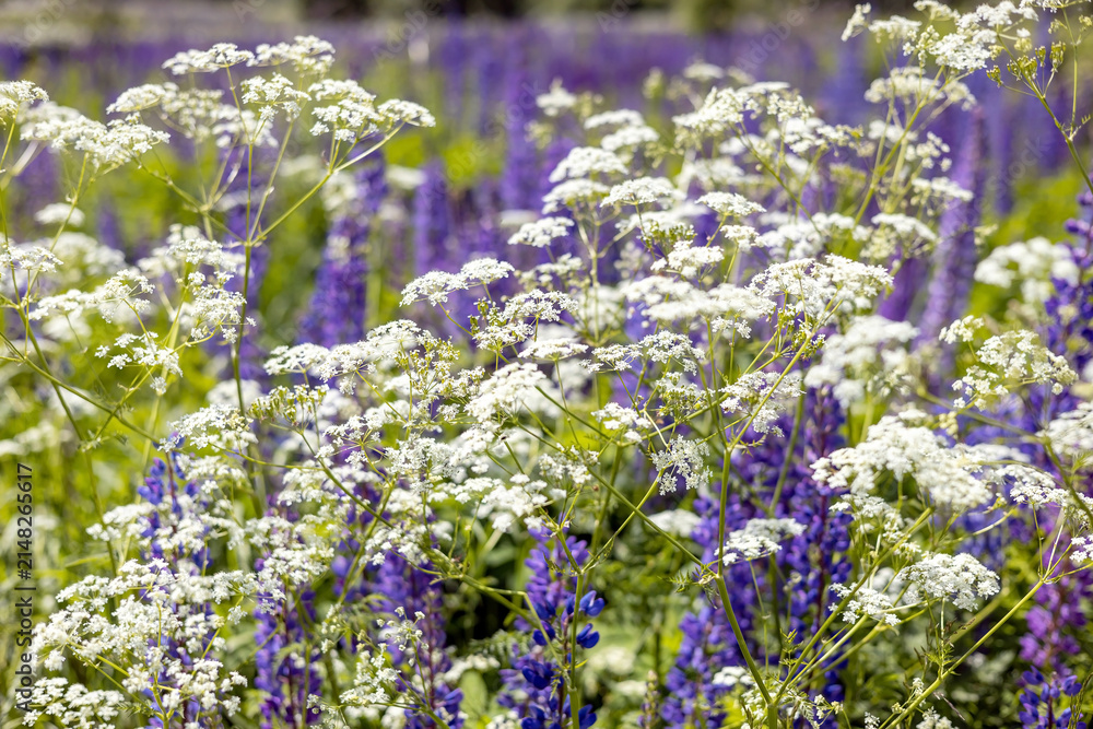 Obraz premium Background of blooming grass with white flowers and purple lupine