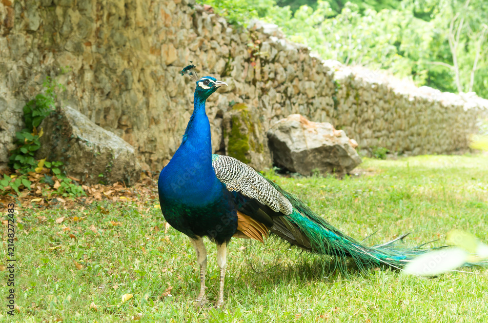 Obraz premium Beautiful male peacock bird standing on green grass field in front of an old rustic stone wall close up.