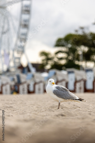 Herring gull stands on sandy beach in Kuhlungsborn, with blurred Ferris wheel and beach chairs behind. Coastal portrait blends Baltic resort atmosphere, tourism, summer leisure and seaside charm