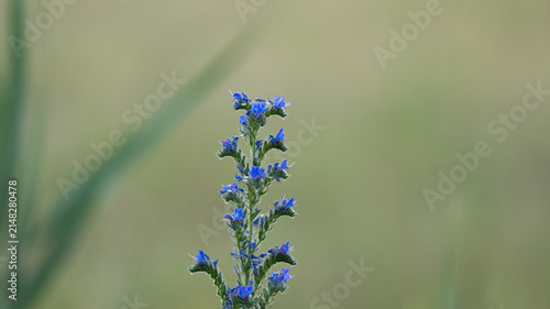 Kígyószisz Echium vulgare