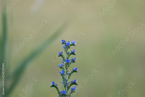 Kígyószisz Echium vulgare