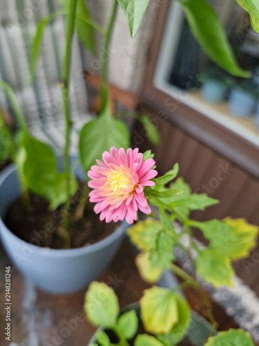 Pink China aster flower and green leaves on a balcony