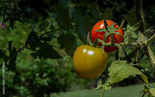 Red tomato on the vine 