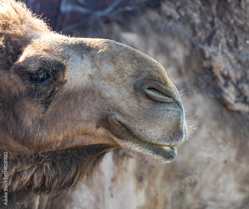 Картината върху платно Close-up of a camel's face in natural light