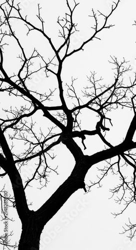 A dramatic, stark silhouette of a bare, twisted tree branch against a pure white, high-key background, suitable for negative space and design work ,composition ,organic ,woody