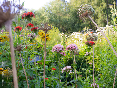 Garden bed with red and pink Maltese cross, Silene chalcedonica, flowers, sunny garden and trees on a background