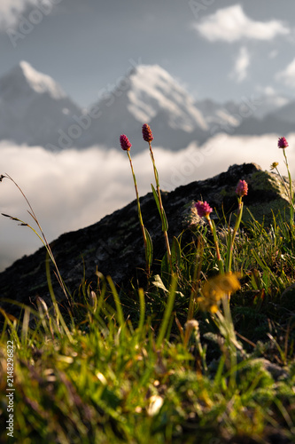Photography Wildflowers blooming on rocky terrain with mountains in the background