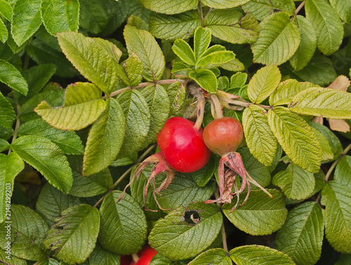rugose rose hips with characteristic large berries