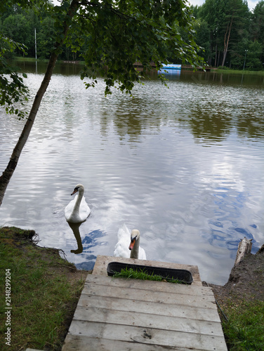 Two magnificent white swans swimming in Lake St. Petersburg. Korobitsyno