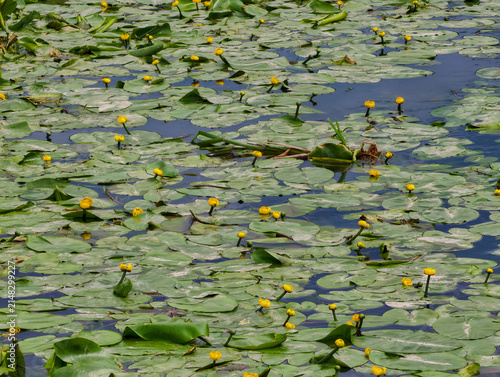 Yellow water lily in a river in St. Petersburg, Kudrovo