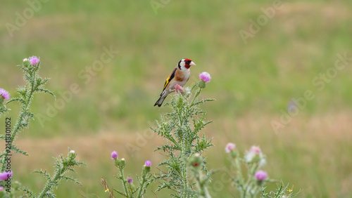 Tengelic Carduelis carduelis