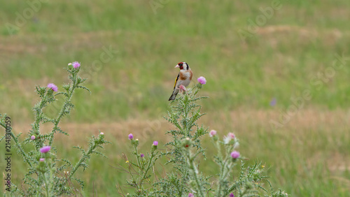 Tengelic Carduelis carduelis