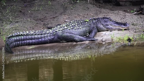 Large american alligator sunbathing on a muddy riverbank. Dangerous reptile predator resting in its natural swamp habitat with reflection in the water
