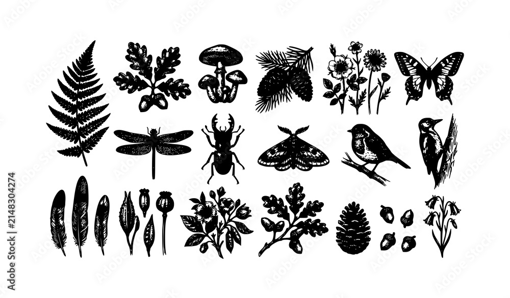 Obraz premium Vintage Natural History Botanical Wildlife Engraved Vector Collection with Forest Plants Birds and Insects