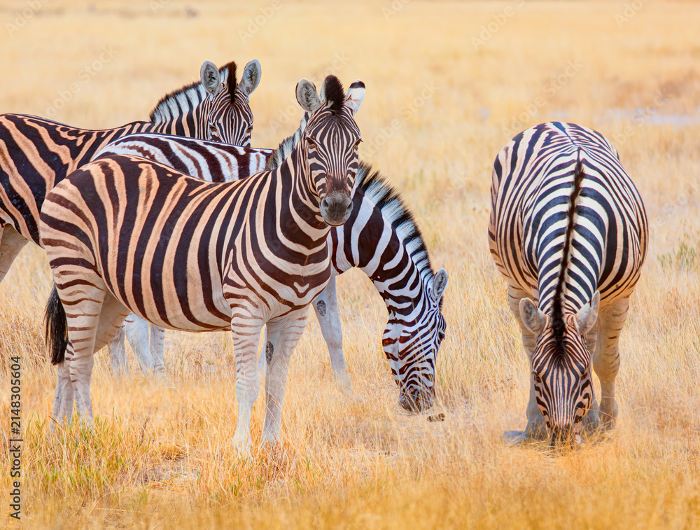 Obraz premium A group of zebras standing among the yellow grass in Etosha National Park in Namibia, in the African savannah, during a safari - Etosha National Park, Namibia