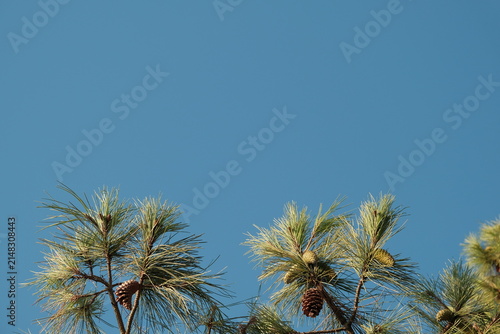 pine branches and blue sky. green pine branches on blue sky background. Natural blue and green background