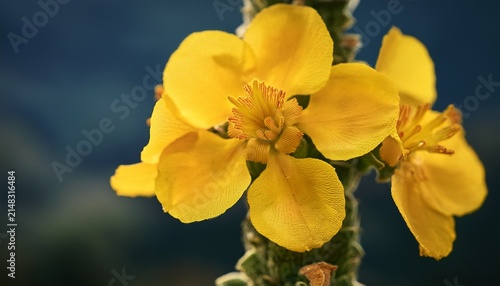 Beautiful Vertical Image Photo Verbascum Lychnitis Mullein Velvet Plant Yellow Flowers Close Up Ultra Hd High Quality Resolution Background Photography Backdrop Wallpaper Perfect For Campaigns