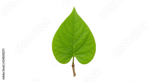 Heart shaped green leaf on a transparent background PNG image
