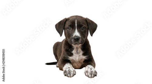 Cute brown puppy sitting on a transparent background PNG image