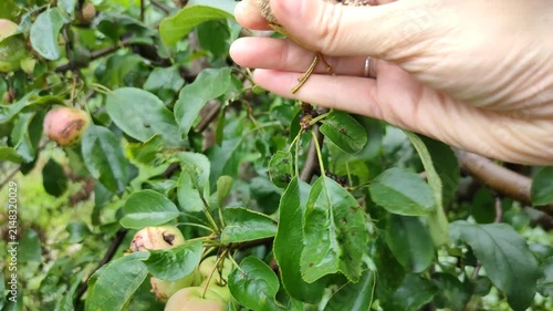 Hand picking rotten diseased apples from tree in orchard