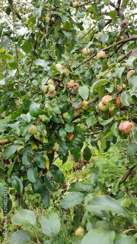 Close view of apples affected by fruit rot and fungal infection. Plant disease in commercial orchard leading to crop damage, economic losses and reduced productivity.