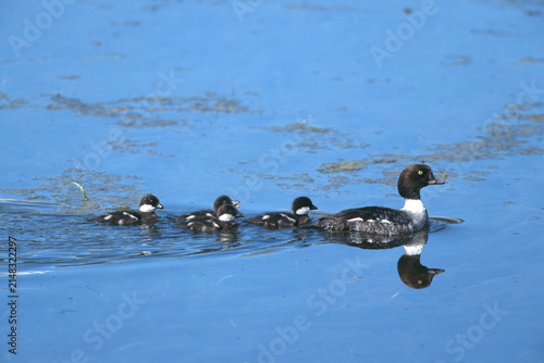 00751-00108 Common Goldeneye (Bucephala clangula)  female with ducklings, Yellowstone NP   WY