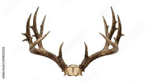 Fotografie Large whitetail deer antlers on a transparent background PNG image file