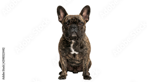 Fotografie French Bulldog sitting on a transparent background as a PNG image