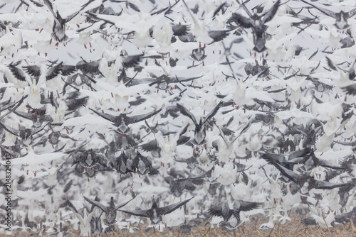 Foto 00754-03419 Snow Geese (Anser caerulescens) large flock leaving cornfield during snowstorm Marion Co