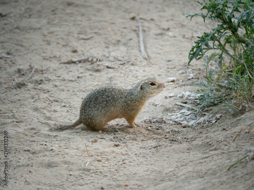Ürge (Spermophilus citellus