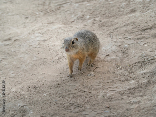 Ürge (Spermophilus citellus