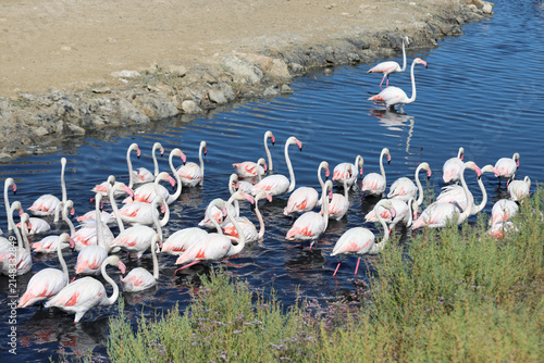 Bild auf Leinwand A pack of flamingos moving forward in the water at the sigean game reserve in th