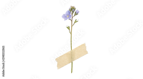Single sprig of blue veronica wildflower held with masking tape on png background