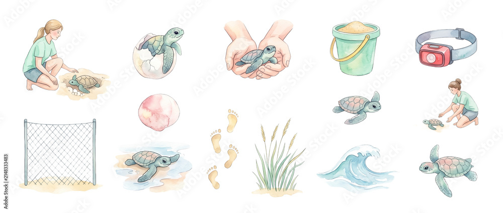 Fototapeta premium Sea turtle conservation watercolor set featuring baby hatchling rescue, environmental volunteer care, ocean wildlife protection elements, isolated beach nesting clipart for marine ecology design.