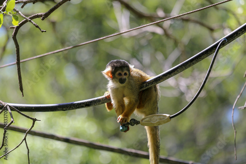Photography Squirrel monkey (Saimiri sciureus) perched on a cable in a conservation center i