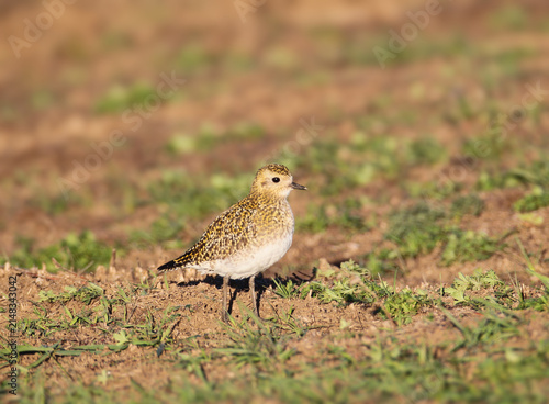 Cuadro en lienzo A European golden plover in winter plumage standing on patchily vegetated soil, shot from a low angle