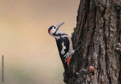 Konstfotografi A Syrian woodpecker climbing vertically up the dark, textured bark of a tree trunk, showing its red nape patch