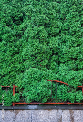 Evergreen hedge creates natural backdrop