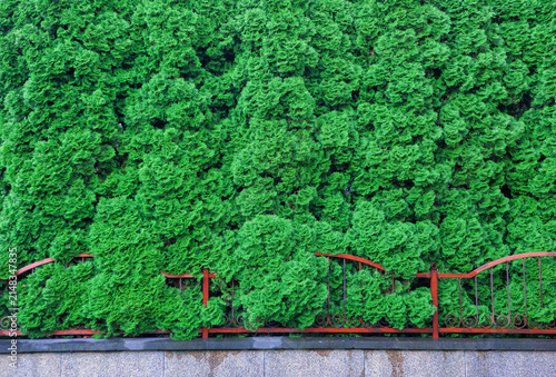 Evergreen hedge creates natural backdrop