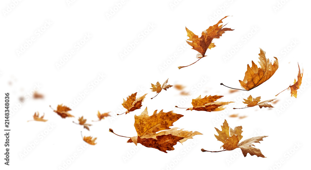 Obraz premium leaf leaves isolated autumn winter season background falling fall platanus tree wid air w