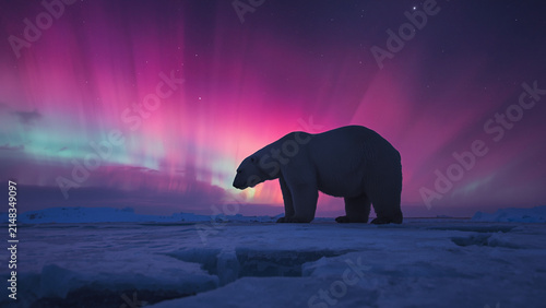 A Majestic Polar Bear Under Pink Northern Lights