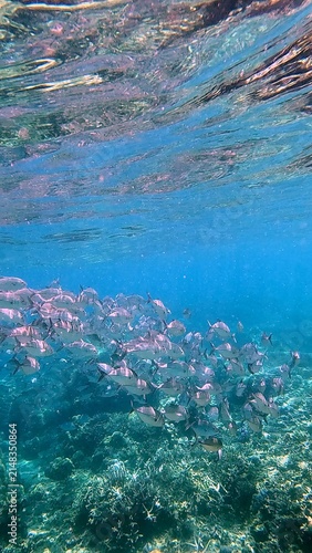 Bigeye trevally (Caranx sexfasciatus) swimming in synchronize school along the rich coral reef in shallow clear turquoise waters