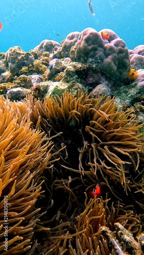 Clownfish (Amphiprion frenatus) amongst Bubble-tip anemone (Entacmaea quadricolor) in a colorful coral reef teeming with marine life. Dauin, Philippines