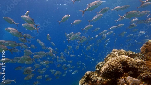 Low angle view of large school of Bigeye trevally (Caranx sexfasciatus) swimming over dense coral mound creating a mesmerizing underwater scene. Dauin, Philippines
