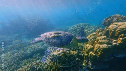 A green sea turtle (Chlonia mydas) with two live sharksucker (Echeneis naucrates) swims over a sunlit coral reef teeming with life. Dauin, Philippines