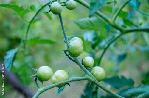Close up of unripe green cherry tomatoes growing on a vine inside a sunny backyard vegetable garden.