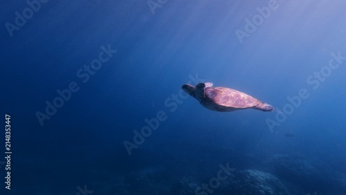 Canvas Print A profound peaceful scene of a solitary green sea turtle (Chelonia mydas) swimming in the blue depths