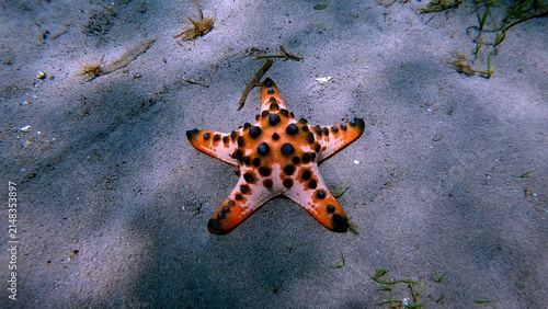 A close-up view of a chocolate chip starfish (Protoreaster nodosus) resting on the sandy sea floor. Dauin, Philippines