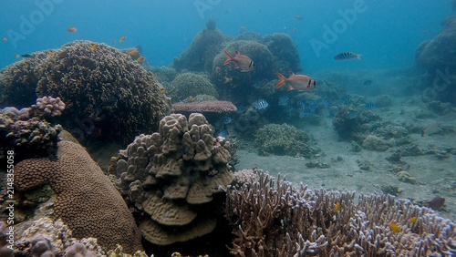 Stunning underwater scene of a reef populated by exotic corals and fish, showcasing rich marine biodiversity. Dauin, Philippines